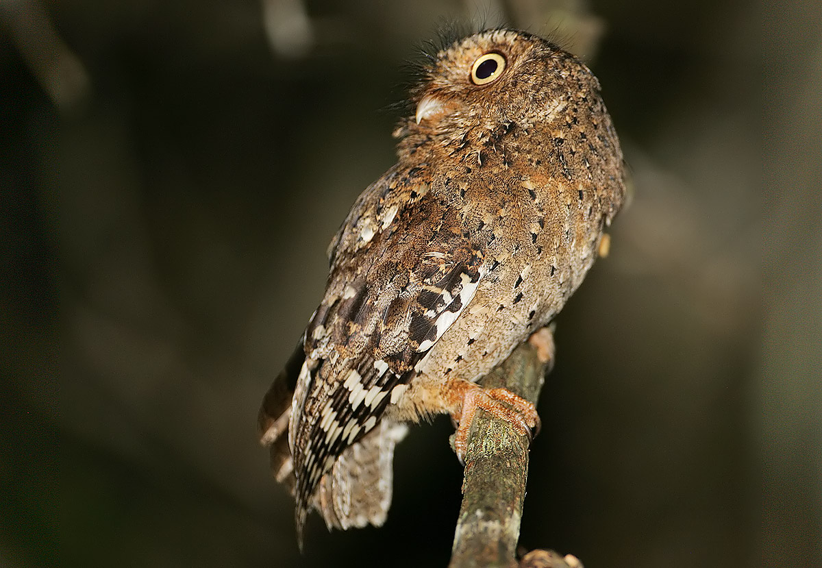 Sokoke scops owl πάνω σε κλαδί με σκοτεινό φόντο· αρχείο Arabuko-Sokoke 2007, όχι Dakatcha ή έργο ABC 2026.