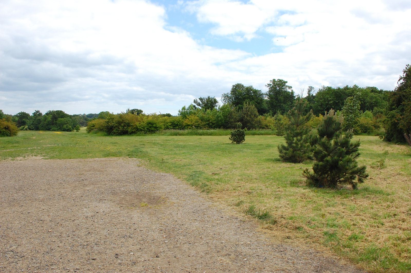 Ανοιχτός χώρος του Hylands Park με χαλίκι, γρασίδι, χαμηλά πεύκα και δέντρα κάτω από συννεφιασμένο ουρανό· αρχείο 2015.